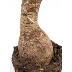 2x Beaucarnea Recurvata P15H55 -Exporteren Tuin Verge Winkel 1397455044 0103