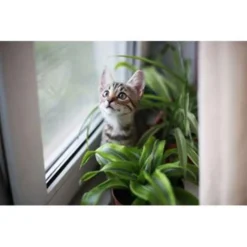 Cyperus Alternifolius 'Zumula' - Kattengras - ⌀12 Cm - ↕20-25 Cm -Exporteren Tuin Verge Winkel 1409041876 0102