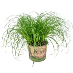 Cyperus Alternifolius 'Zumula' - Kattengras - ⌀12 Cm - ↕20-25 Cm