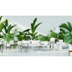 6x Botanische Kamerplanten Mix – ⌀12 Cm - ↕20-25 Cm -Exporteren Tuin Verge Winkel 1417360713 0102