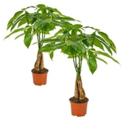 2x Pachira Aquatica - Geldboom - ⌀12 Cm - ↕25-35 Cm