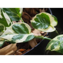 Scindapsus 'N-Joy' In Hangpot -Pot 17 Cm - ↕20 Cm -Exporteren Tuin Verge Winkel 1422092902 0102