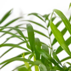 Chamaedorea Elegans – Mexicaanse Dwergpalm – ⌀18 Cm - ↕70-80 Cm -Exporteren Tuin Verge Winkel 1431725668 0102