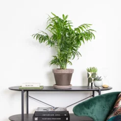 Chamaedorea Elegans – Mexicaanse Dwergpalm – ⌀18 Cm - ↕70-80 Cm -Exporteren Tuin Verge Winkel 1431725668 0103