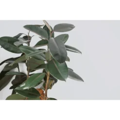 Rubberboom - Ficus 'Robusta' - Pot 12 Cm - ↕35 Cm -Exporteren Tuin Verge Winkel 1435235259 0102