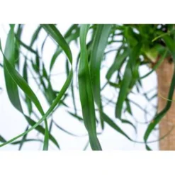 Beaucarnea 'Recurvata' - Olifantspoot - Pot 24 Cm - ↕85 Cm -Exporteren Tuin Verge Winkel 1445654421 0102