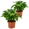 Koffieplant - Coffea Arabica 2x - Pot 12 Cm - ↕25 Cm