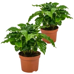 Koffieplant - Coffea Arabica 2x - Pot 12 Cm - ↕25 Cm