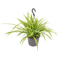 Graslelie In Hangpot - Chlorophytum Variegatum - Pot 18 - ↕45 Cm
