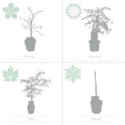 Acer Palmatum 'Dissectum'- Japanse Esdoorn - ⌀19 Cm - ↕60-70 Cm -Exporteren Tuin Verge Winkel 1459518424 0104