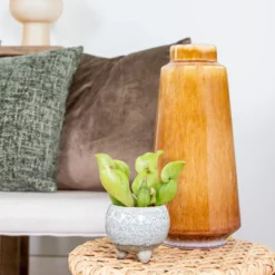 Sarracenia 'Juthatip Soper' – Trompetbekerplant – ⌀6 Cm – ↕05-10 Cm -Exporteren Tuin Verge Winkel 1460401248 0103