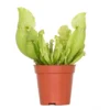 Sarracenia 'Juthatip Soper' – Trompetbekerplant – ⌀6 Cm – ↕05-10 Cm