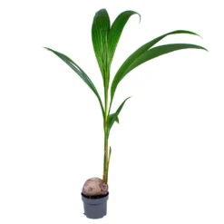 Cocos 'Nucifera' - Kokospalm - ⌀19 Cm - ↕110-120 Cm