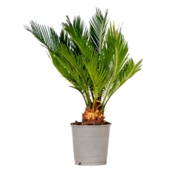 Cycas Revoluta – Vredespalm – ⌀12 Cm - ↕30-40 Cm