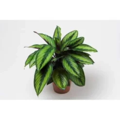 2x Calathea 'Medaillon' - Pauwenplant - ⌀14 Cm - ↕40-45 Cm -Exporteren Tuin Verge Winkel 1472482433 0103