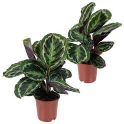2x Calathea 'Medaillon' - Pauwenplant - ⌀14 Cm - ↕40-45 Cm