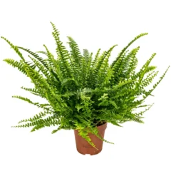 Krulvaren - Nephrolepis - Luchtzuiverende Pot 12 Cm - ↕40 Cm