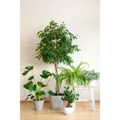 Rubberplant Ficus Microcarpa Moclame In Pot 17 Cm - Hoogte70-80 Cm -Exporteren Tuin Verge Winkel 1483166860 0102