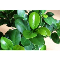 Rubberplant Ficus Microcarpa Moclame In Pot 17 Cm - Hoogte70-80 Cm -Exporteren Tuin Verge Winkel 1483166860 0103