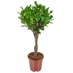 Rubberplant Ficus Microcarpa Moclame In Pot 17 Cm - Hoogte70-80 Cm