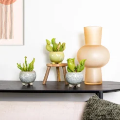 3x Sarracenia 'Juthatip Soper' – Trompetbekerplant – ⌀6 Cm – ↕05-10 Cm -Exporteren Tuin Verge Winkel 1484156368 0103