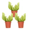 3x Sarracenia 'Juthatip Soper' – Trompetbekerplant – ⌀6 Cm – ↕05-10 Cm