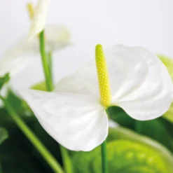 2x Anthurium 'Aristo' Wit – Flamingoplant - ⌀14 Cm - ↕45-55 Cm -Exporteren Tuin Verge Winkel 1499133096 0102