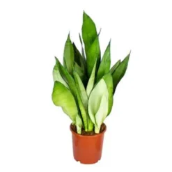 Sansevieria 'Moonshine' - Pot 17 Cm - ↕50 Cm