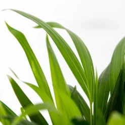 2x Dypsis Lutescens - Goudpalm - ⌀10,5 Cm - ↕25-30 Cm -Exporteren Tuin Verge Winkel 1506715995 0102