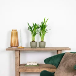 2x Dypsis Lutescens - Goudpalm - ⌀10,5 Cm - ↕25-30 Cm -Exporteren Tuin Verge Winkel 1506715995 0103