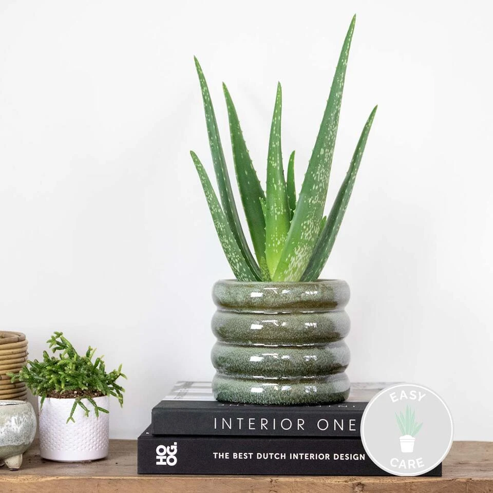 Aloë Vera – Vetplant & Succulent - ⌀10,5 Cm - ↕30-35 Cm 2 Aloë Vera – Vetplant & Succulent - ⌀10,5 Cm - ↕30-35 Cm - Afbeelding 2