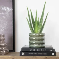 Aloë Vera – Vetplant & Succulent - ⌀10,5 Cm - ↕30-35 Cm 7 Aloë Vera – Vetplant & Succulent - ⌀10,5 Cm - ↕30-35 Cm -Exporteren Tuin Verge Winkel 1514401670 0103