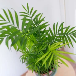 2x Binnenpalmen Mix – Dypsis-Chamaedorea – ⌀12 Cm - ↕20-45 Cm -Exporteren Tuin Verge Winkel 1516418277 0103