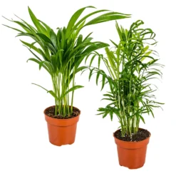 2x Binnenpalmen Mix – Dypsis-Chamaedorea – ⌀12 Cm - ↕20-45 Cm