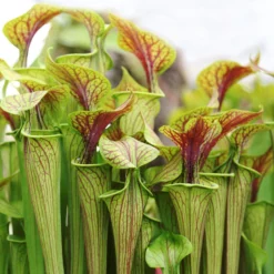2x Sarracenia Soper – Trompetbekerplant – ⌀12 Cm – ↕10-20 Cm -Exporteren Tuin Verge Winkel 1524084729 0102