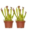 2x Sarracenia Soper – Trompetbekerplant – ⌀12 Cm – ↕10-20 Cm