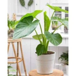 Olifantsoor - Alocasia 'Cucullata' Op Stam 4x - Pot 12 - ↕50 Cm -Exporteren Tuin Verge Winkel 1527213466 0102