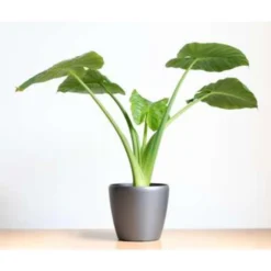 Olifantsoor - Alocasia 'Cucullata' Op Stam 4x - Pot 12 - ↕50 Cm -Exporteren Tuin Verge Winkel 1527213466 0103