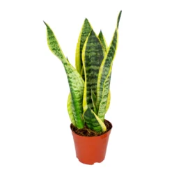 Sansevieria 'Suba' - Pot 12 Cm - ↕45 Cm