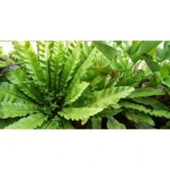 Asplenium Parvati – Krulvaren – Luchtzuiverend – ⌀17 Cm - ↕30-40 Cm -Exporteren Tuin Verge Winkel 1532326377 0102
