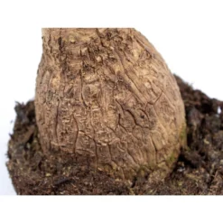 Beucarnea 'Recurvata' - Olifantspoot - Pot 19 Cm - ↕e60 Cm -Exporteren Tuin Verge Winkel 1533648566 0102