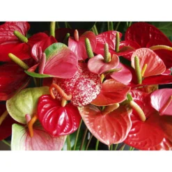 Anthurium 'Aristo' Rood– Flamingoplant - ⌀12 Cm - ↕30-40 Cm -Exporteren Tuin Verge Winkel 1534837505 0102