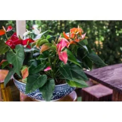 Anthurium 'Aristo' Rood– Flamingoplant - ⌀12 Cm - ↕30-40 Cm -Exporteren Tuin Verge Winkel 1534837505 0103