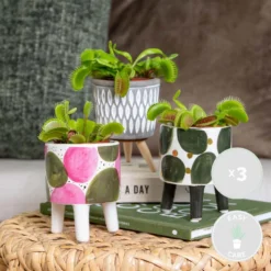 Exporteren Tuin Verge Winkel -Exporteren Tuin Verge Winkel 1541662238 0101