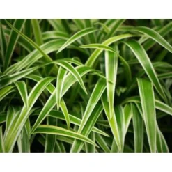 Graslelie - Chlorophytum 'Hawaiian' - Pot 12 Cm - ↕25 Cm -Exporteren Tuin Verge Winkel 1545282229 0102