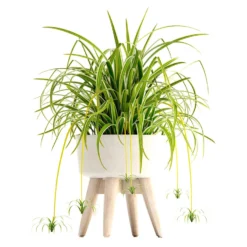 3x Graslelie Mix – Graslelie – ⌀12 Cm - ↕20-25 Cm -Exporteren Tuin Verge Winkel 1560737714 0102
