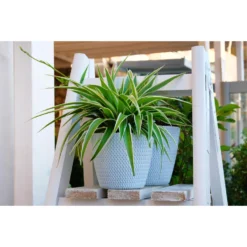 3x Graslelie Mix – Graslelie – ⌀12 Cm - ↕20-25 Cm -Exporteren Tuin Verge Winkel 1560737714 0103