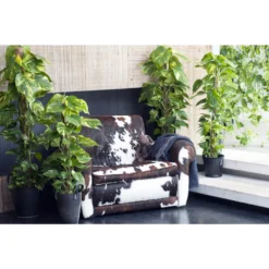 Scindapsus 'Aureum' In Hangpot - Epipremnum - Pot 17 Cm - ↕25 Cm -Exporteren Tuin Verge Winkel 1560773404 0102