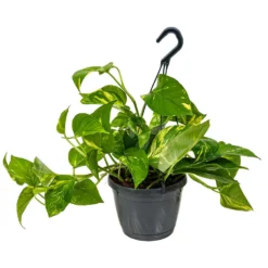 Scindapsus 'Aureum' In Hangpot - Epipremnum - Pot 17 Cm - ↕25 Cm