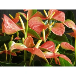 Anthurium 'Aristo' Oranje – Flamingoplant - ⌀12 Cm - ↕30-40 Cm -Exporteren Tuin Verge Winkel 1563808855 0102